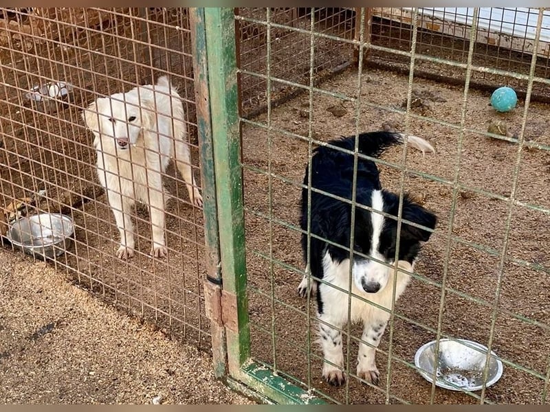 Marie, süße Maus freut sich auf eine eigene Familie