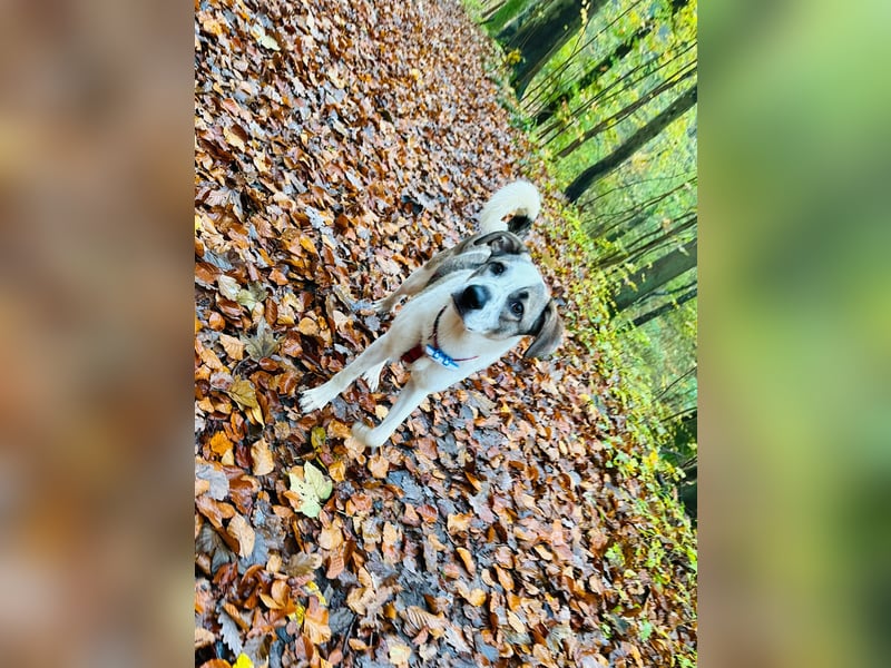 Hardy, ein toller 1 jähriger Bub,  lebt bereits in Deutschland auf einer Pflegestelle