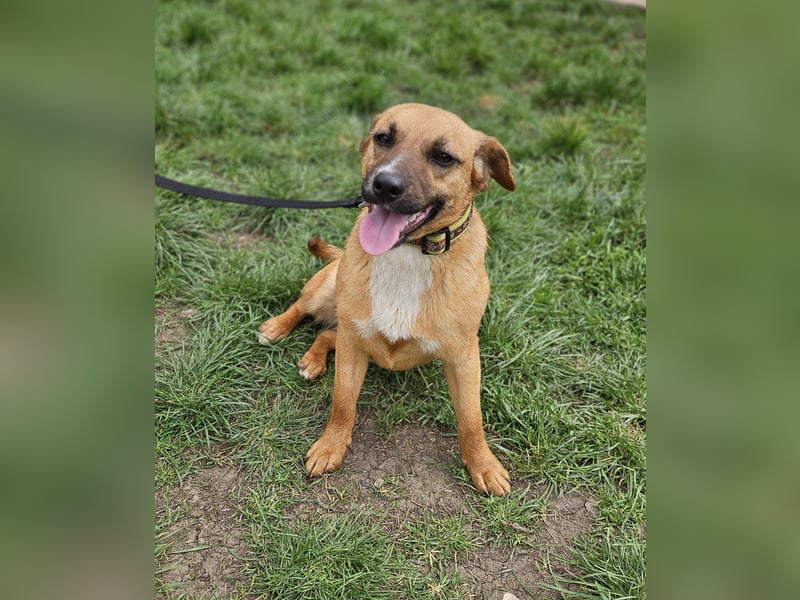 Sonnenschein Kisbarna sucht ihr Rudel