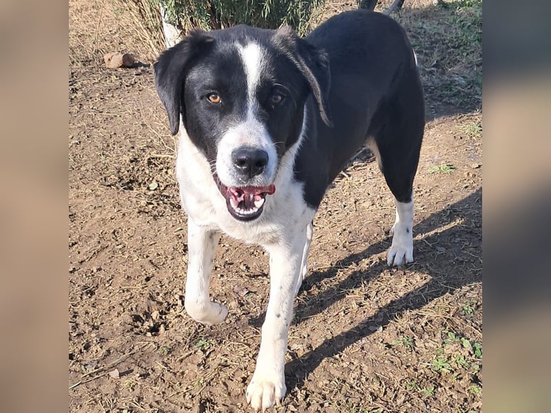 Sophia sucht ein Zuhause / eine Pflegestelle