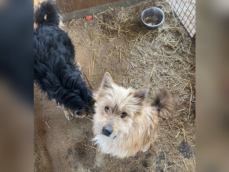 Linduska, zartes Seelchen sucht ruhiges Zuhause