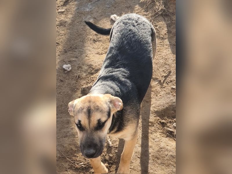 Csipet, lernwillig und zurückhaltend