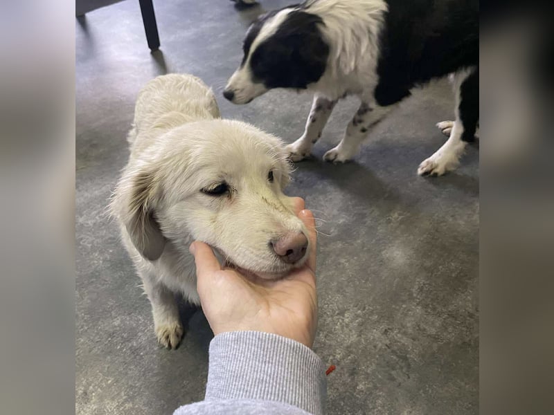 Marie, süße Maus freut sich auf eine eigene Familie