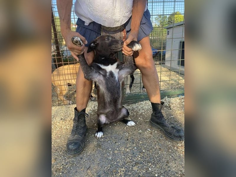 Nati, bildhübsches Hundemädchen