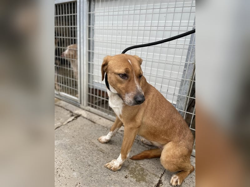 Livi sucht souveräne Menschen, gerne als Zweithund