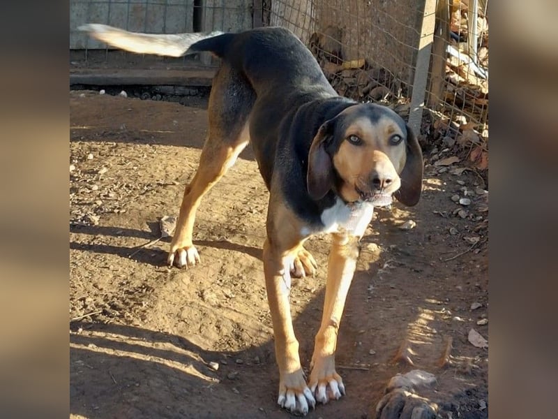 Hanni-griech. Bracken-Mischling- sucht ein Zuhause-reserviert