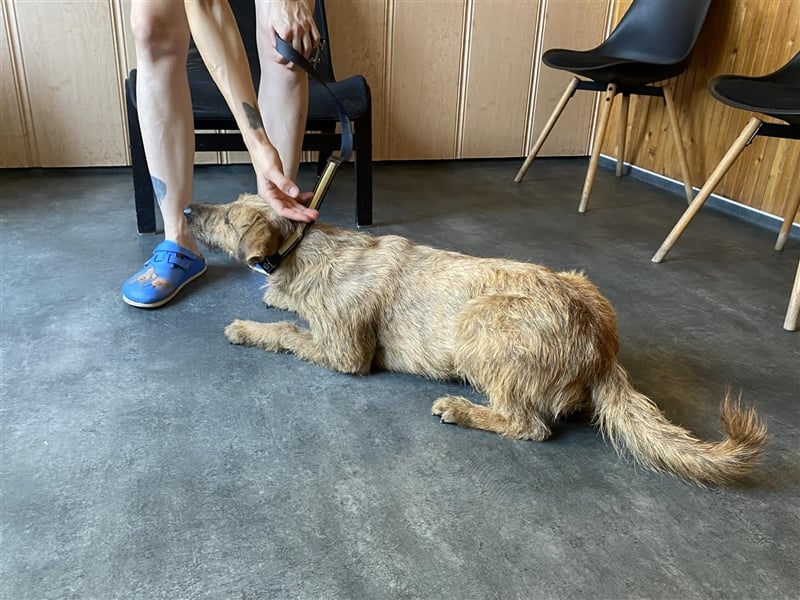 Bukta,möchte in seinem neuen Zuhause ankommen