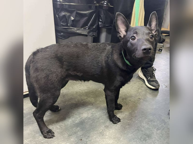 Sonic, kleiner aktiver Sonnenschein sucht…