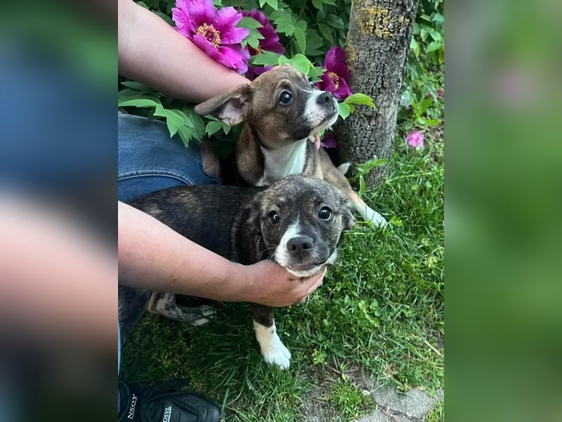 Holly, verspielt und niedlich