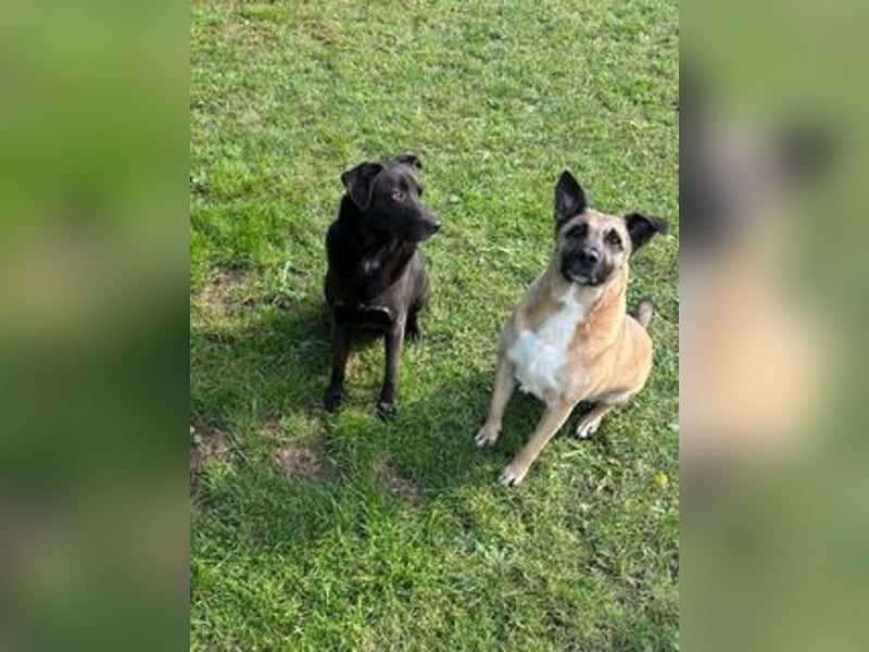 Pacco verliert unverschuldet sein liebevolles Zuhause