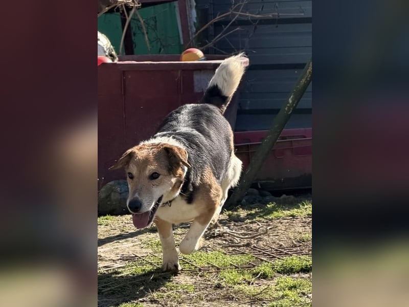 Lucky, Glück im Unglück….super lieb und freundlich