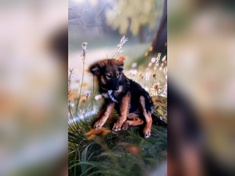 Elea sucht ihr zu Hause