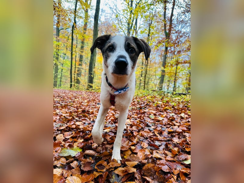 Hardy, ein toller 1 jähriger Bub,  lebt bereits in Deutschland auf einer Pflegestelle