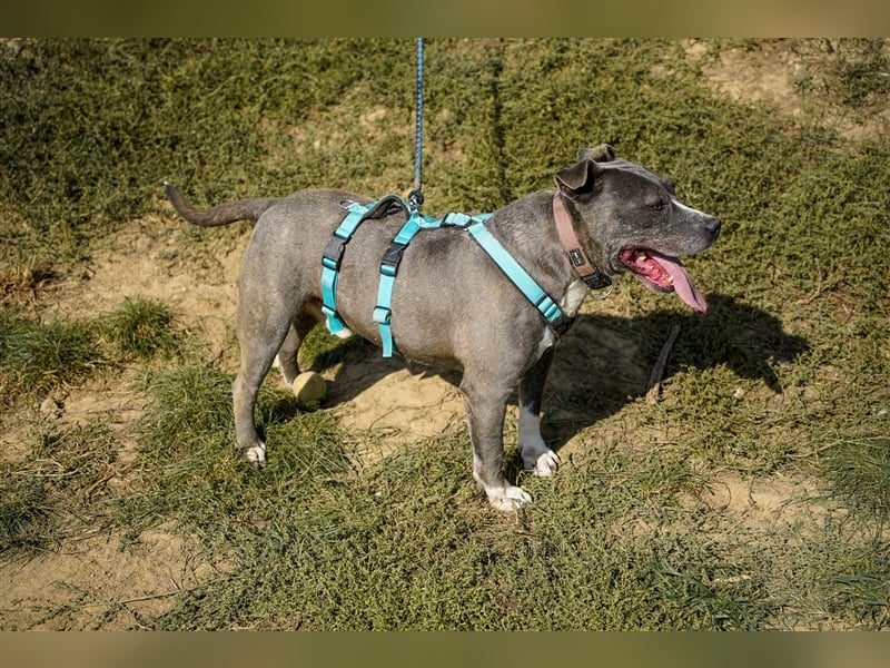 Killi - kompakt&kuschelig Vermittlung nur für A/CH/NL/SWE