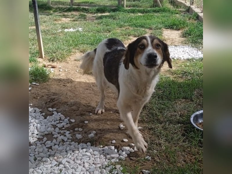 Daniela -Mischling- sucht ein Zuhause