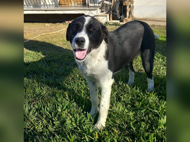 Sophia sucht ein Zuhause / eine Pflegestelle