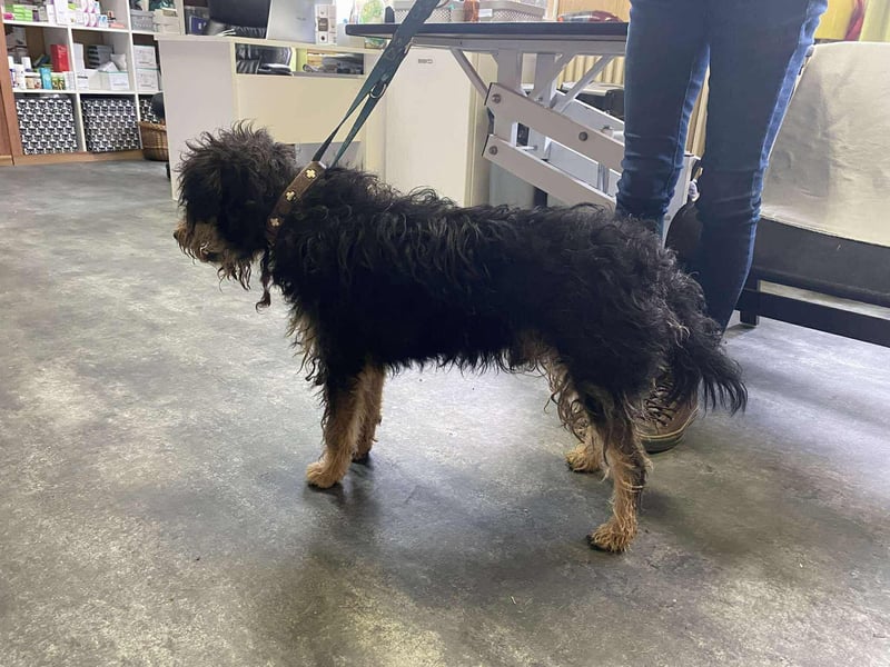 Bruno, freundlich und aktiv