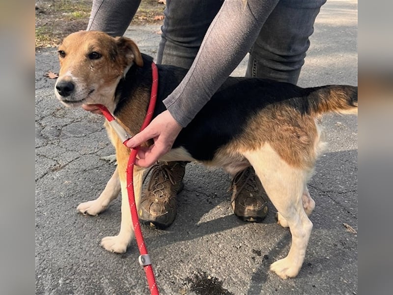 Lucky, Glück im Unglück….super lieb und freundlich