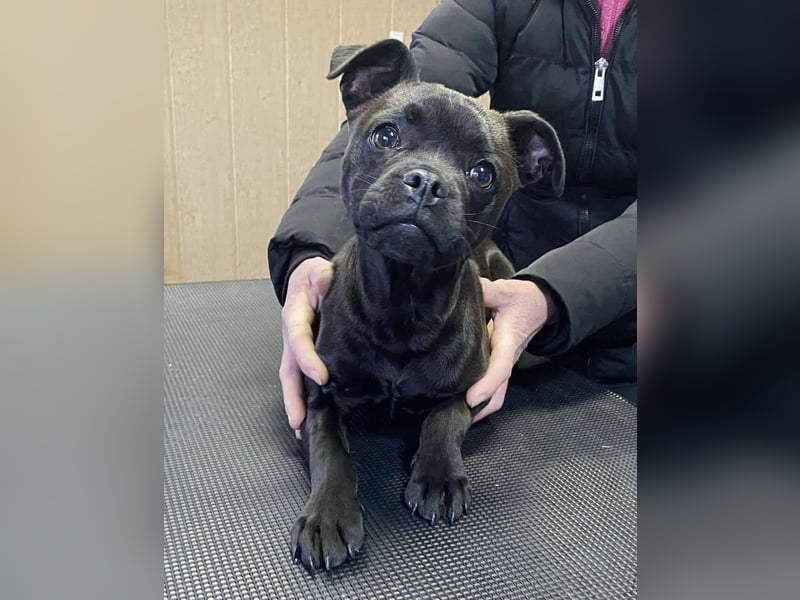 Lenda, kleine Bully-Mix Hündin sucht Traumzuhause