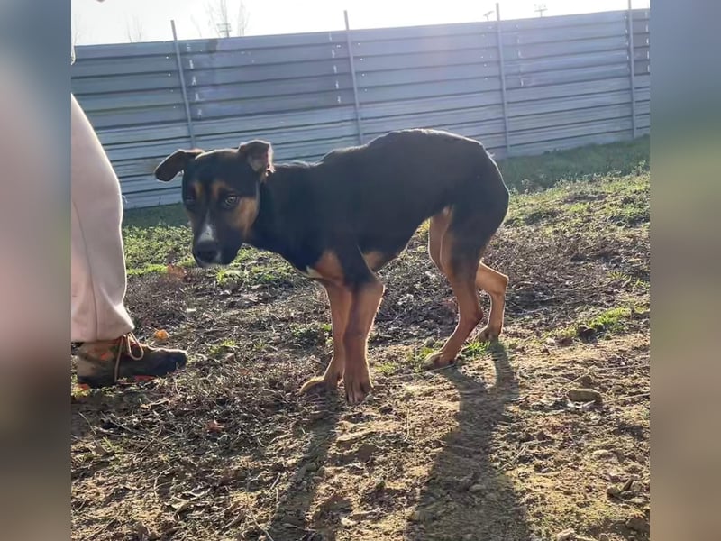 Flector, aufgeschlossene Hündin im Besten Alter