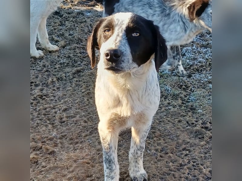 Timmy- Hirtenhund-/Jagdhund-Mischling