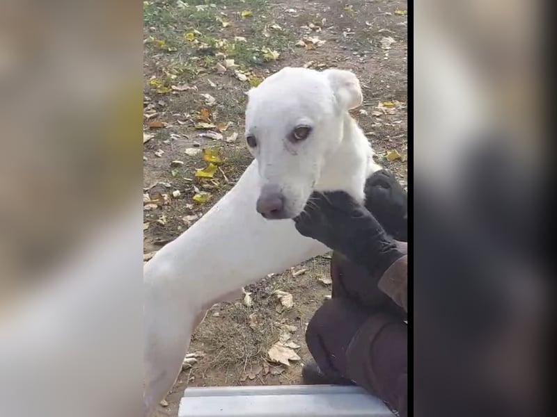 Laika freut sich auf aktive Menschen