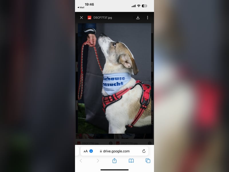 Hardy, ein toller 1 jähriger Bub,  lebt bereits in Deutschland auf einer Pflegestelle