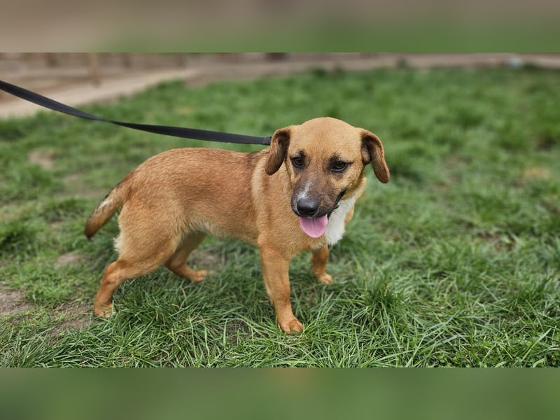 Sonnenschein Kisbarna sucht ihr Rudel