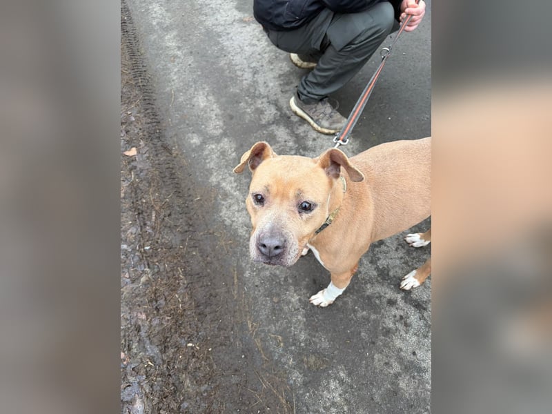 Zelma, treue Begleiterin sucht ihre Menschen