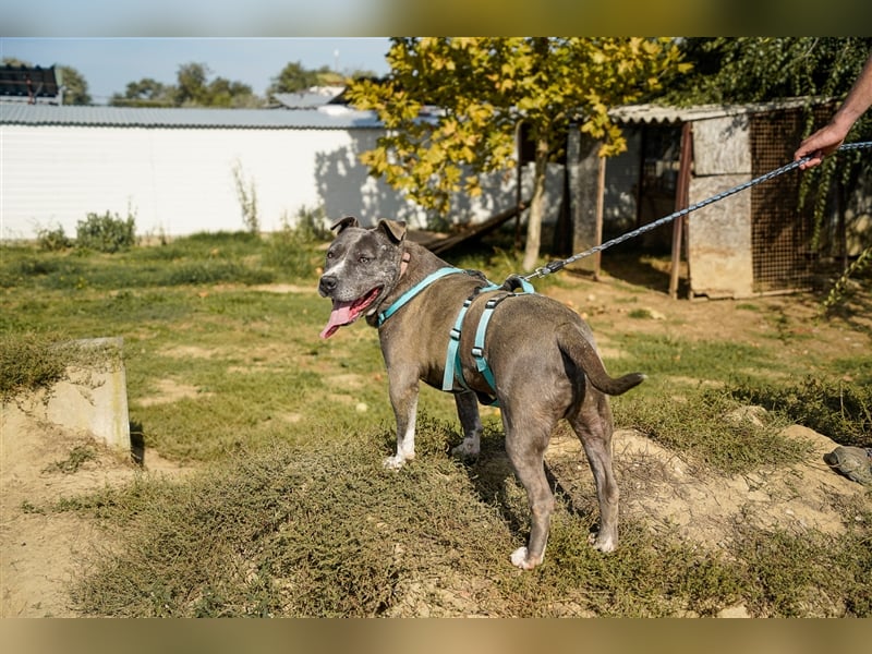 Killi - kompakt&kuschelig Vermittlung nur für A/CH/NL/SWE