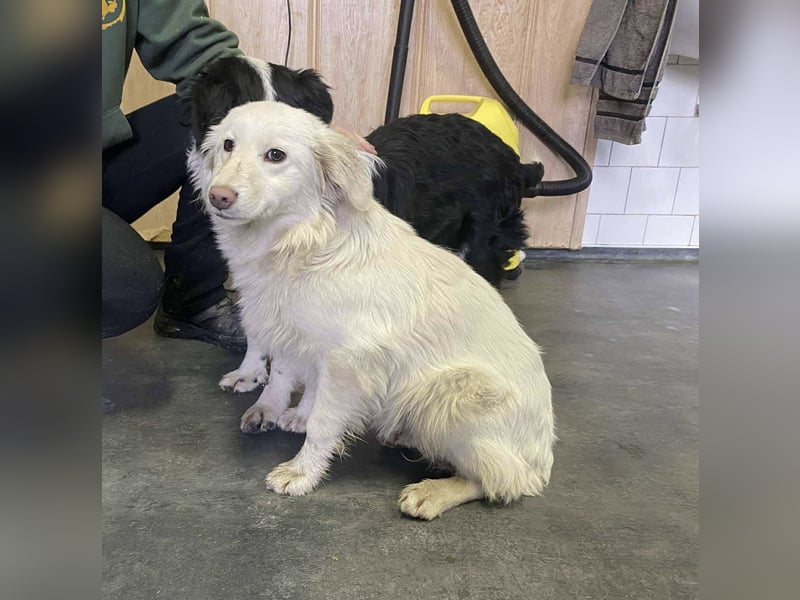 Marie, süße Maus freut sich auf eine eigene Familie