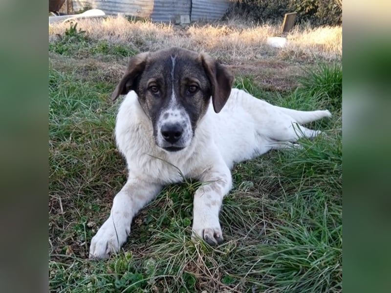 Jackson-Mischling- sucht ein Zuhause