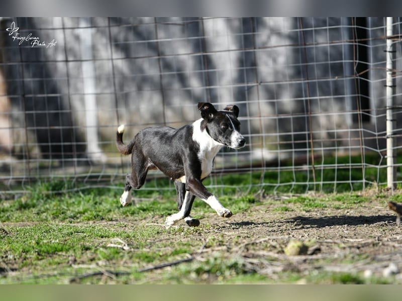 Collie, noch so jung …..wer möchte ihr die Welt zeigen?