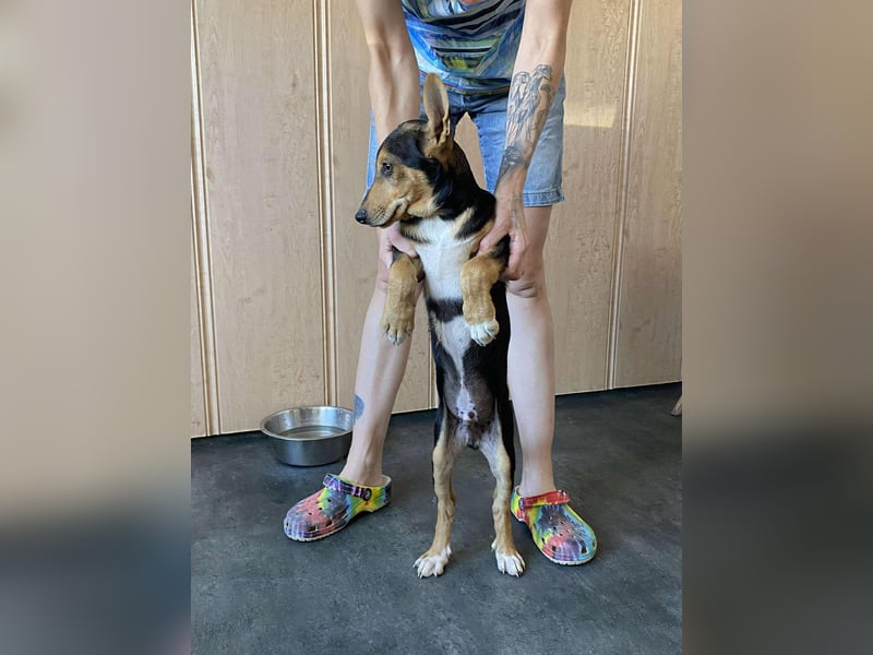 Trevor, kleiner Süssling sucht ein Zuhause