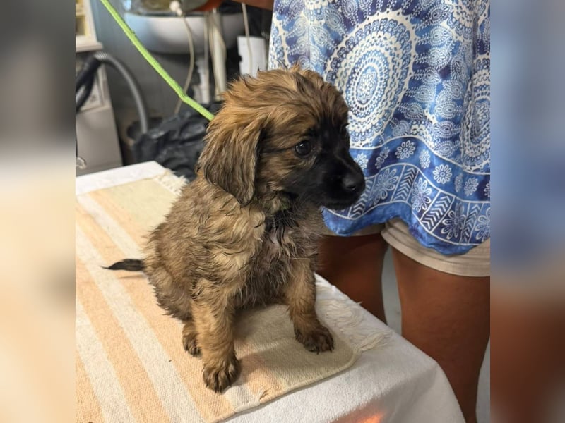 Wonderwoman, kleine Kämpferin sucht Traumzuhause