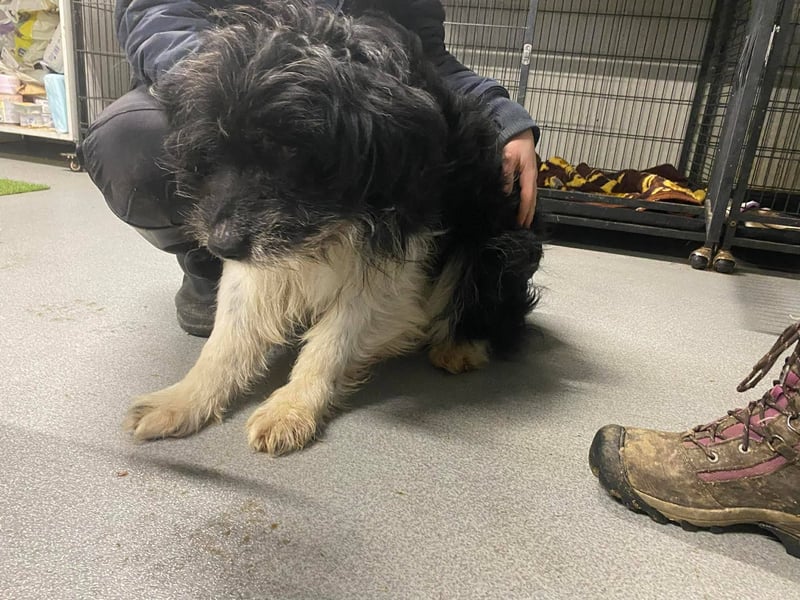 Pumpkin, fast blind und taub …Gnadenplatz gesucht