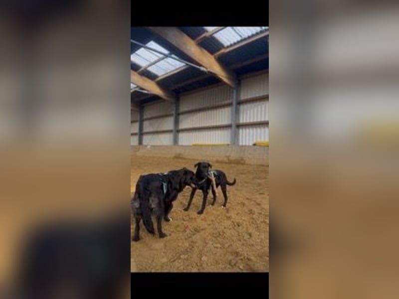 Rebeka, freut sich auf ihre Menschen auf Pflegestelle in Kerpen