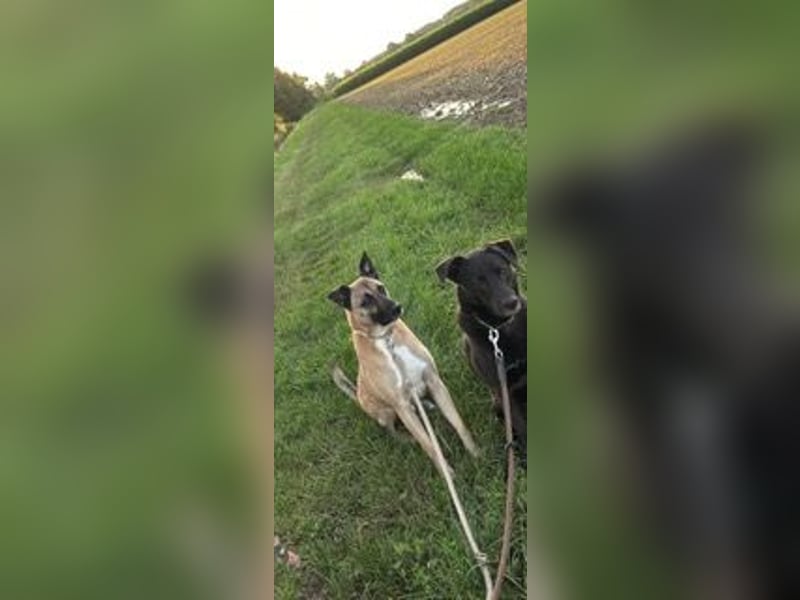 Pacco verliert unverschuldet sein liebevolles Zuhause