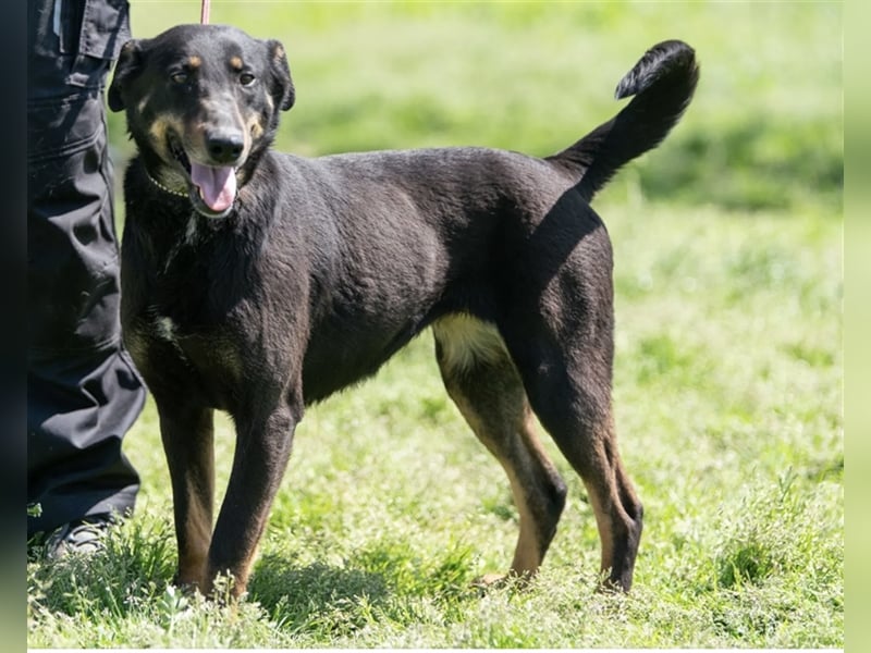 Gabriella, eine aufgeschlossene Maus sucht ihre Familie