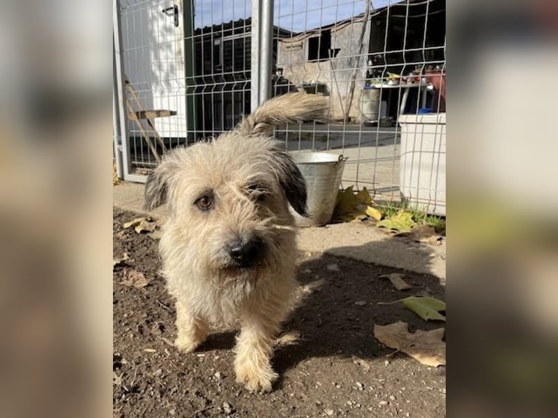 Kadarka, süß, freundlich und zutraulich