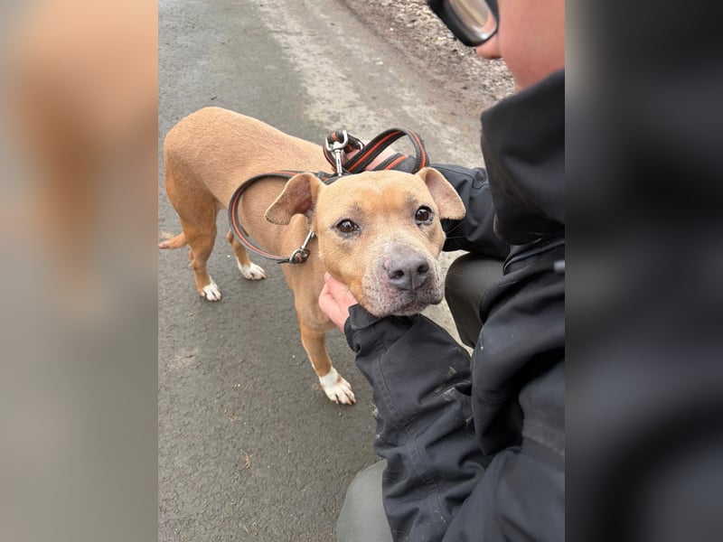 Zelma, treue Begleiterin sucht ihre Menschen