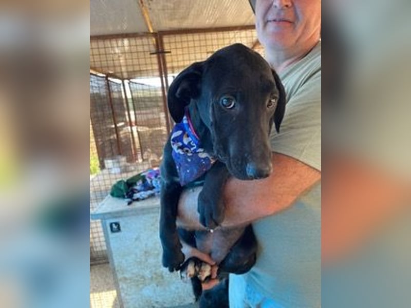 Rebeka, freut sich auf ihre Menschen auf Pflegestelle in Kerpen