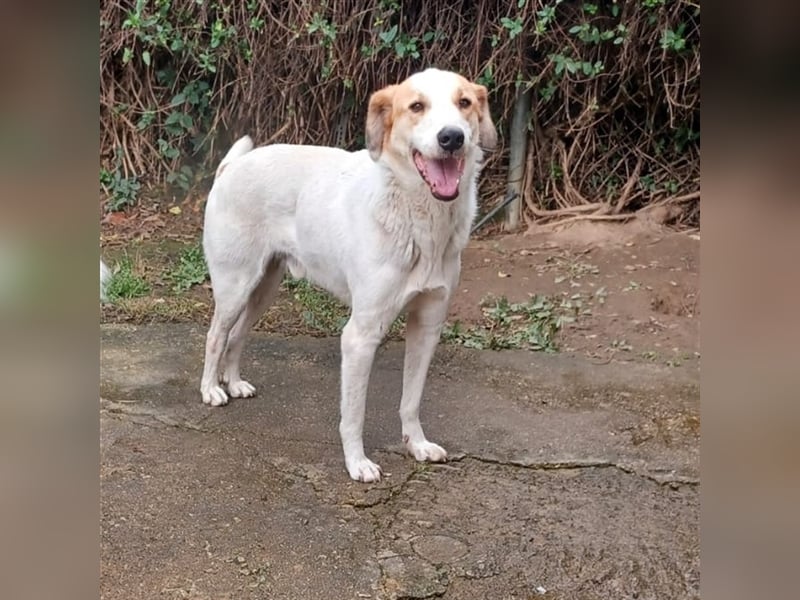 Simba- Mischlingshund sucht ein Zuhause/Pflegestelle