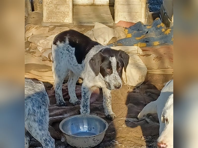 Timmy- Hirtenhund-/Jagdhund-Mischling