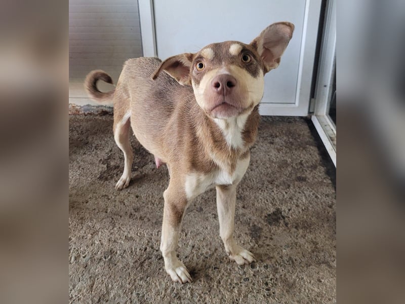 Stella, Mädel,1 ½ Jahre, ca. kniehoch, wird offener, ist ein bisschen vorsichtig bei Menschen