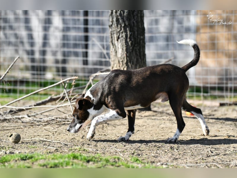 Collie, noch so jung …..wer möchte ihr die Welt zeigen?