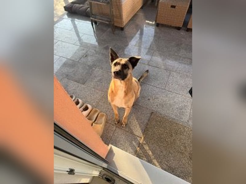 Pacco verliert unverschuldet sein liebevolles Zuhause