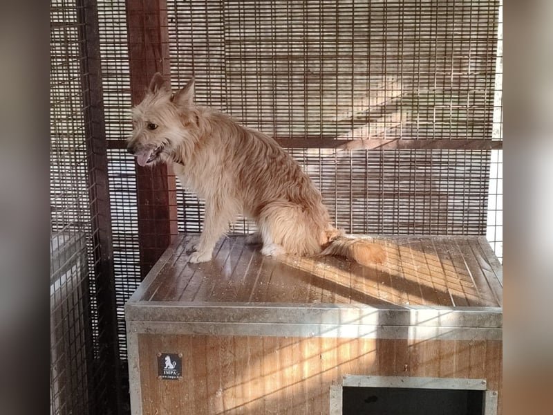 Linduska, zartes Seelchen sucht ruhiges Zuhause