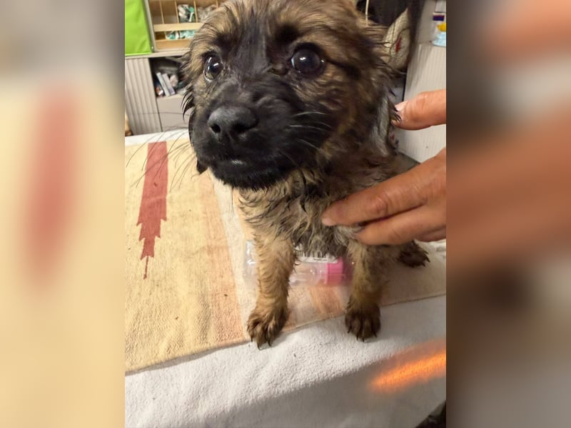 Wonderwoman, kleine Kämpferin sucht Traumzuhause