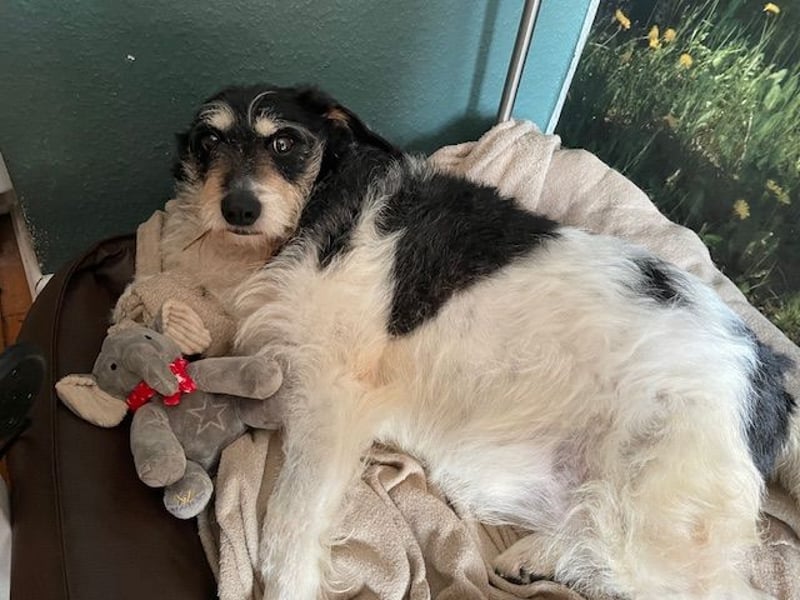 Foltina,Knutschkugel  darf auf der Pflegestelle in Zülpich besucht werden